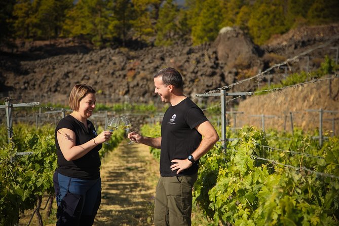 Visit to Arafo Mountain Vineyard and Organic Wine Tasting - A mountain vineyard shaped by volcanic Tenerife