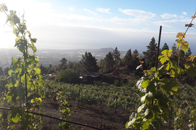Visit to Arafo Mountain Vineyard and Organic Wine Tasting - Who will enjoy the Arafo wine visit?