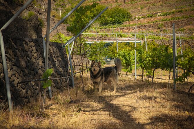 Visit to Arafo Mountain Vineyard and Organic Wine Tasting - Practical details before you book