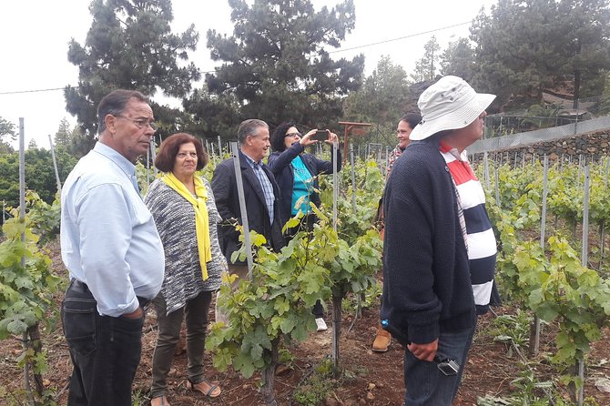 Visit to Arafo Mountain Vineyard and Organic Wine Tasting - Four organic wines, from white to red