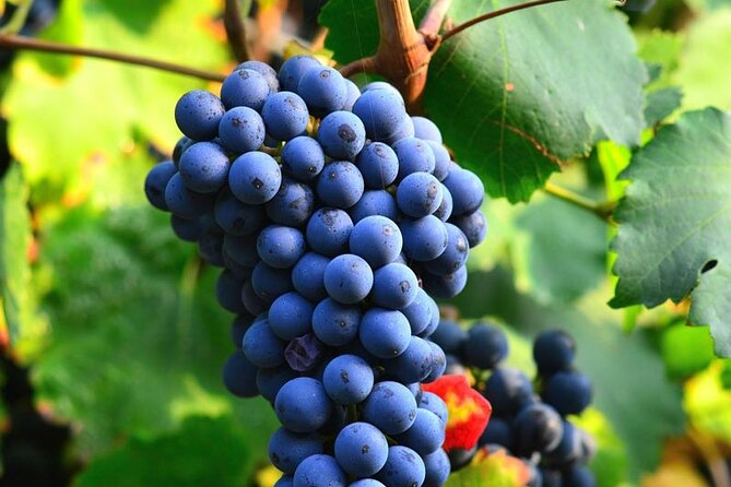 Visit to the Faugères Vineyards with Picnic from Béziers - Why Faugères makes a good half-day from Béziers