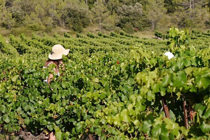 Visit to the Faugères Vineyards with Picnic from Béziers - A 90-minute picnic in Villemagne-l’Argentière