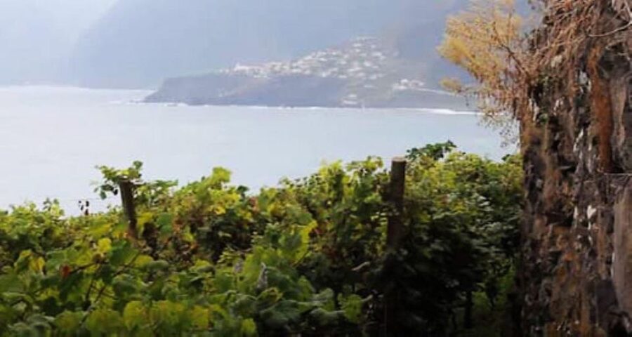 Visiting local Vineyard With Wine Tasting & Lunch included - Key points to know before booking