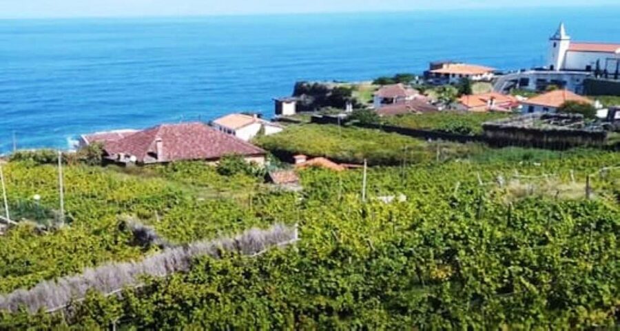 Visiting local Vineyard With Wine Tasting & Lunch included - Why this Madeira wine day works