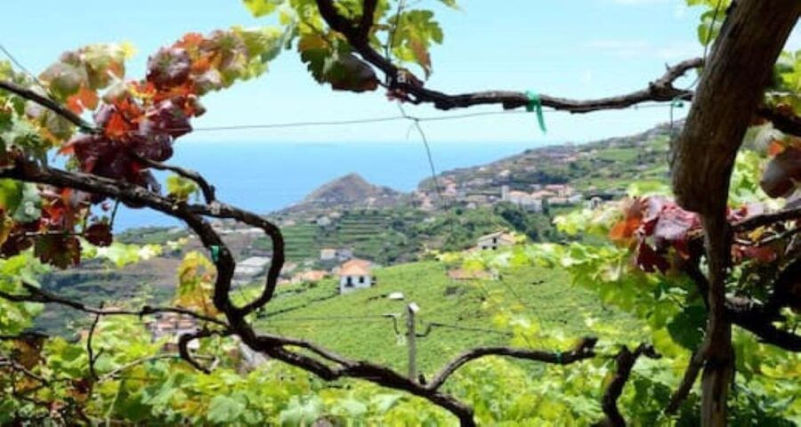Visiting local Vineyard With Wine Tasting & Lunch included - Riding the cable car to Fajã dos Padres