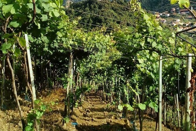 Visiting local Vineyard With Wine Tasting & Lunch included - Câmara de Lobos finishes with fortified wine