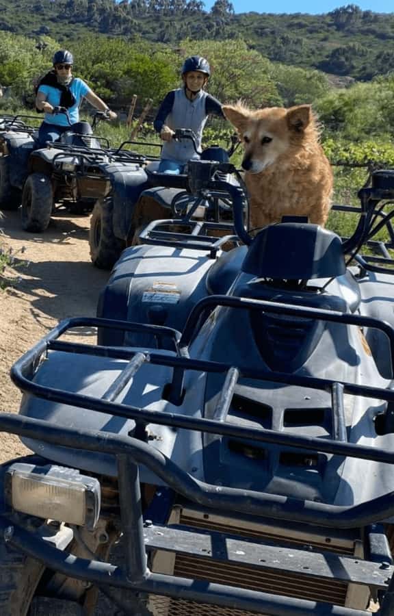 Vrede en Lust Wine Estate: 1H Quad Bike Trail - Making the most of your booking