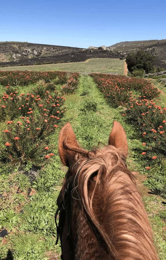 Vrede en Lust Wine Estate: 2H Horse Trail - Who will enjoy this ride most