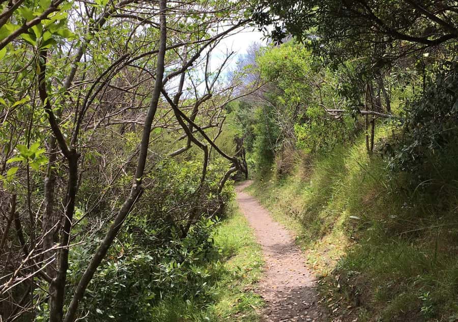 Waiheke Island: Premium Vineyard, Wine Tasting and Bush Walk - Is $269 good value?