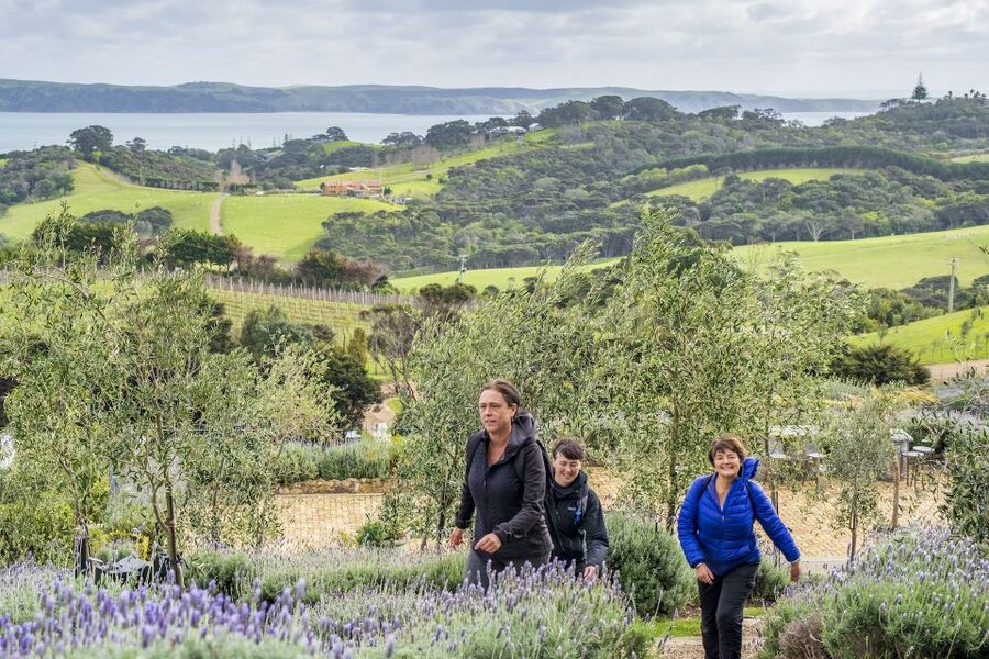 Waiheke Island: Premium Vineyard, Wine Tasting and Bush Walk - Weather, clothing, and practical preparation