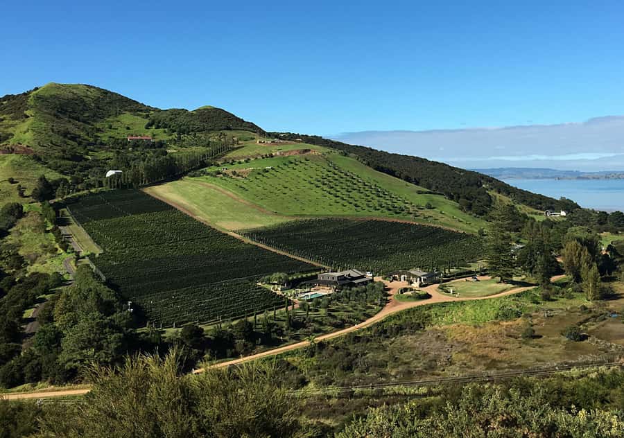 Waiheke Island: Premium Vineyard, Wine Tasting and Bush Walk - Who will enjoy this Waiheke outing most?