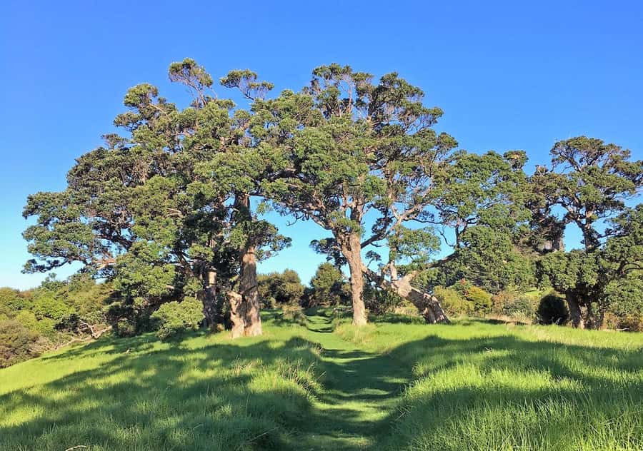 Waiheke Island: Premium Vineyard, Wine Tasting and Bush Walk - Should you book the Terra & Tide experience?