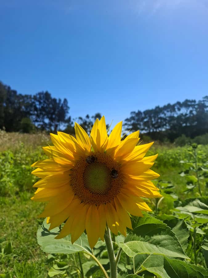 Waiheke Island: Sip and Savor 3 Vineyards Tour with Lunch - A gentle start in Oneroa Village