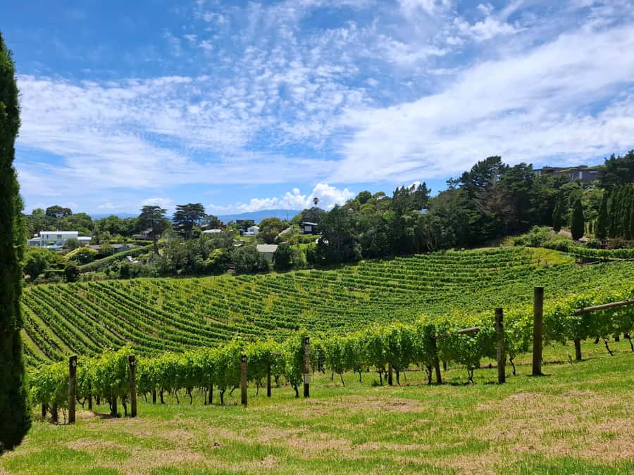 Waiheke Island: Sip and Savor 3 Vineyards Tour with Lunch - Is $178 good value?