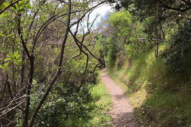 Waiheke Island Vineyards and Bush Walk - The first stretch: restored bush and Hauraki Gulf views