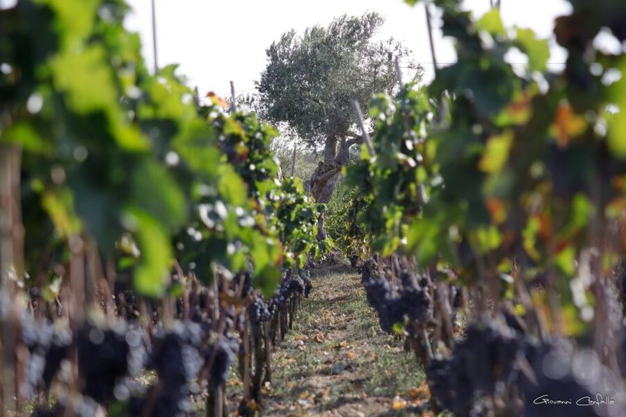 Walk among the rows of vineyards and wine tasting - Four wines, four different directions