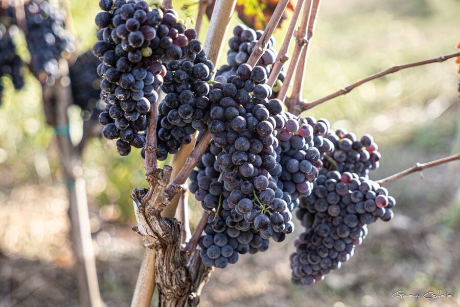 Walk among the rows of vineyards and wine tasting - The guide and the family welcome