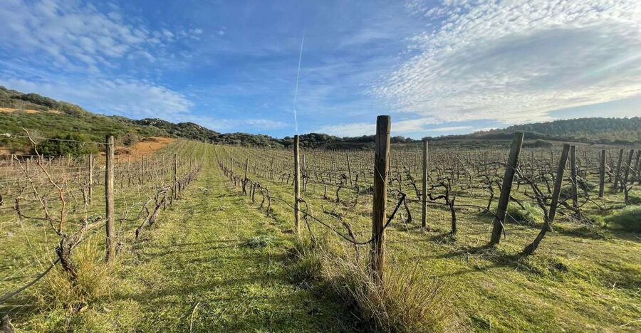 Walk through our vineyard and aperitif - What comes with the Sardinian food tasting