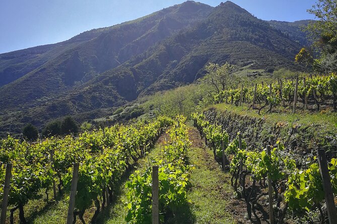 Walk through vineyards, breathtaking views and flavors of Salina - Seeing Salina from the vineyards instead of the sea