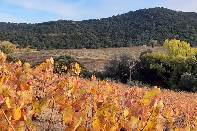Walks in the heart of the secret vineyards around Collioure, tastings - Is $49.86 a fair price?