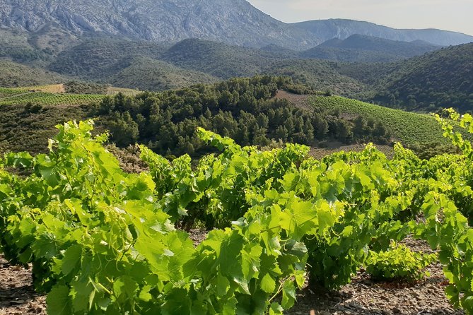 Walks in the heart of the secret vineyards around Collioure, tastings - Transport, dogs, and practical details