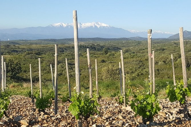 Walks in the heart of the secret vineyards around Collioure, tastings - Should you book it?