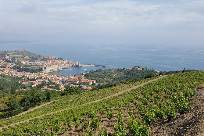 Walks in the heart of the secret vineyards around Collioure, tastings - The vineyard views are the main reward