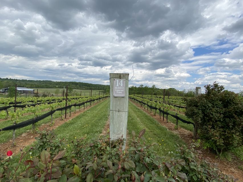 Washington, DC: Virginia Wine Region Experience Tour - Practical details that can shape your day