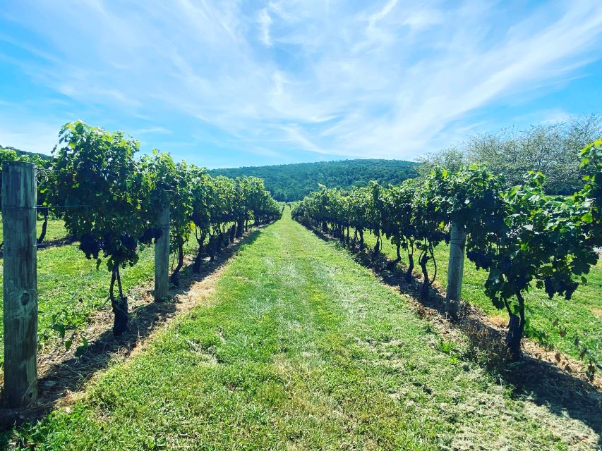 Washington, DC: Virginia Wine Region Experience Tour - Why Virginia wine country makes a good half-day outing