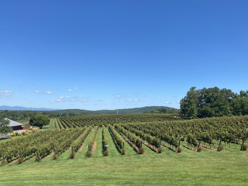 Washington, DC: Virginia Wine Region Experience Tour - A private tour with room for an extra stop