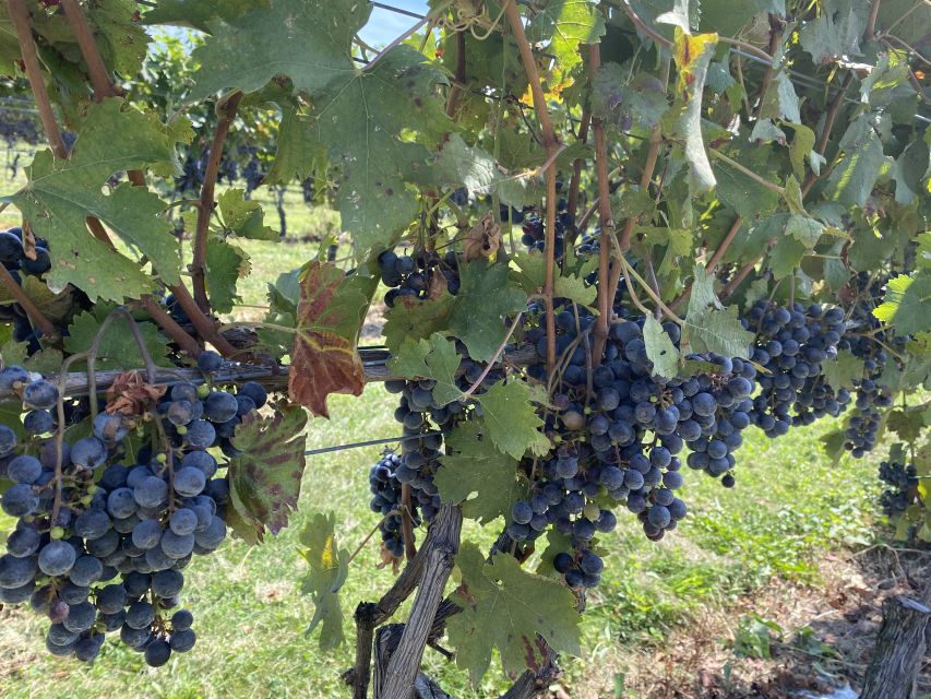 Washington, DC: Virginia Wine Region Experience Tour - Is $199 a good value?