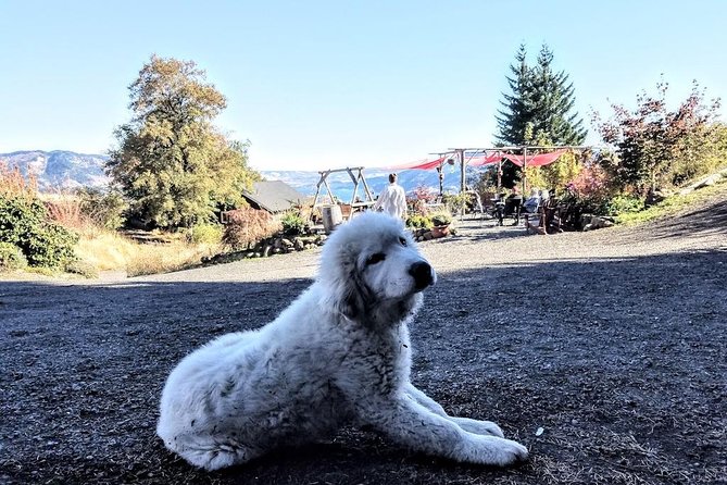 Waterfalls & Wine Tour-Multnomah Falls,Vineyards,Hood River Combo - Multnomah Falls and the practical side of the visit