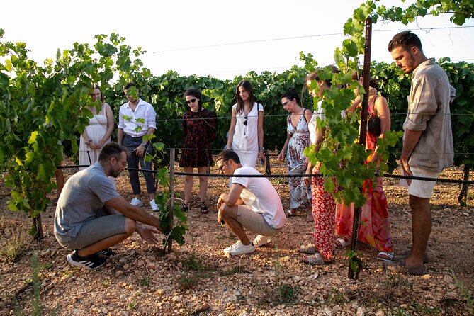 Wine Experience: vineyard, wines and food - Getting there and planning the evening