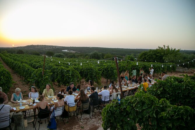 Wine Experience: vineyard, wines and food - Walking among the vines before the tasting