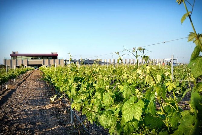 Wine Route in Tequisquiapan with Transportation - Three stops, one clear taste of Querétaro wine country