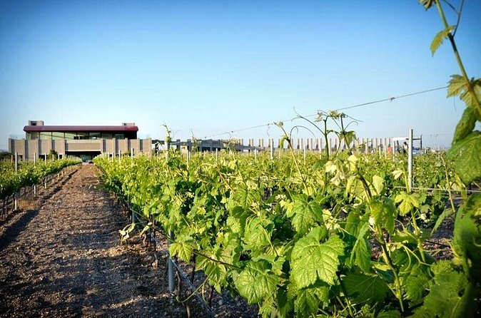 Wine Route in Tequisquiapan with Transportation - Booking, cancellation, and practical details
