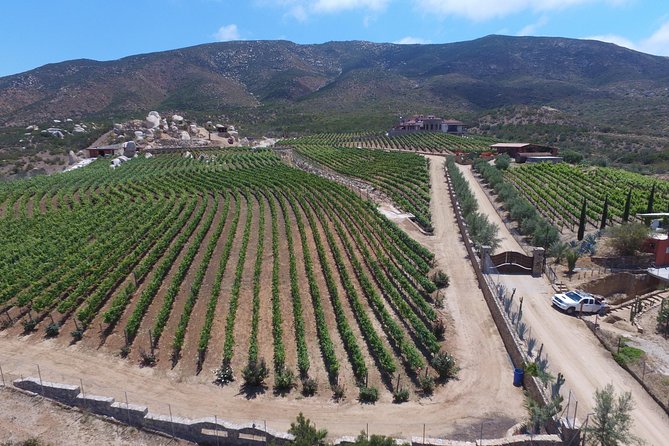 Wine Route including Tastings - Relieve Vinicola brings young wines and wide views