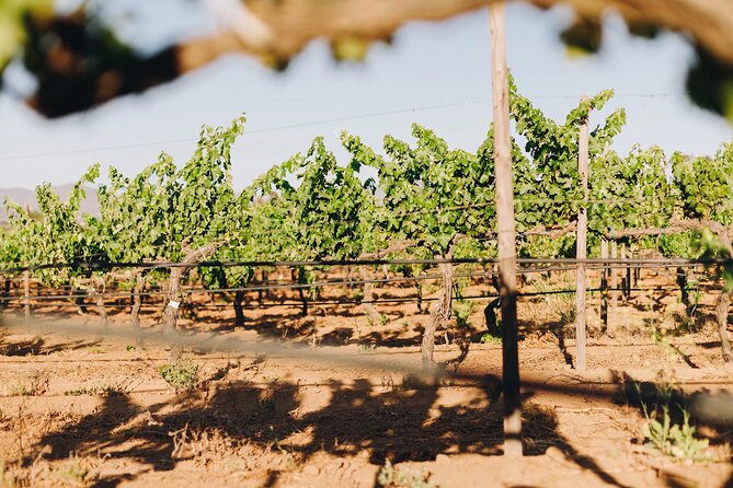 Wine Tasting Among Vineyards with Panoramic Views of the Valley - Booking, timing, and cancellation details