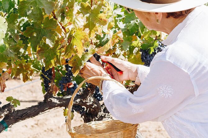 Wine Tasting Among Vineyards with Panoramic Views of the Valley - What happens during the 80-minute visit