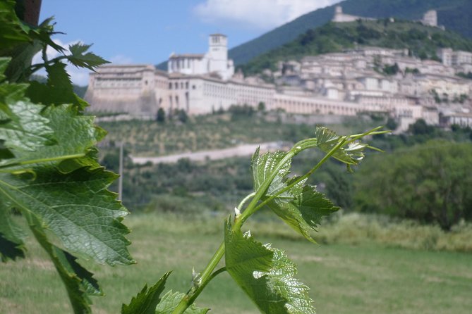 Wine tasting and walk in the Vineyard of Assisi - A vineyard setting just outside Assisi