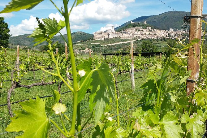 Wine tasting and walk in the Vineyard of Assisi - What you taste with the five wines