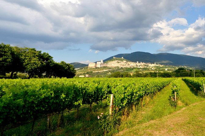 Wine tasting and walk in the Vineyard of Assisi - Practical details before you book