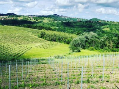 Wine Tasting and Winery Visit near Asti and Turin