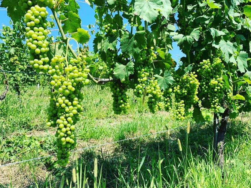 Wine Tasting and Winery Visit near Asti and Turin - Is $46 Good Value?