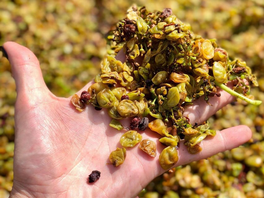 Wine Tasting and Winery Visit near Asti and Turin - Who Will Enjoy This Experience Most?