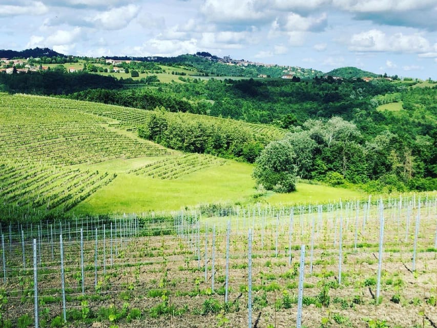 Wine Tasting and Winery Visit near Asti and Turin - Walking to the Nebbiolo Vineyard at Bric Carvè