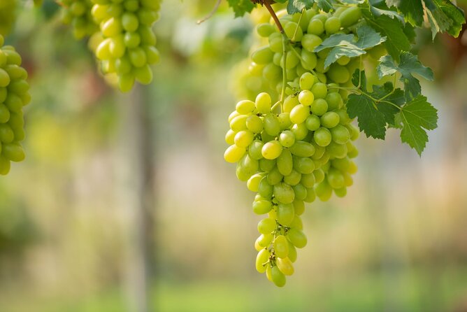Wine tasting in Rhodes, inside the vineyards with the Producer - Key points to know before booking