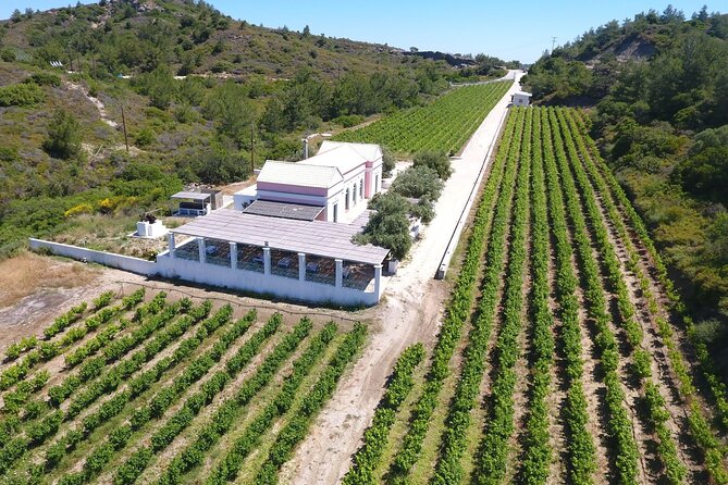 Wine tasting in Rhodes, inside the vineyards with the Producer - Who will enjoy this Rhodes wine experience