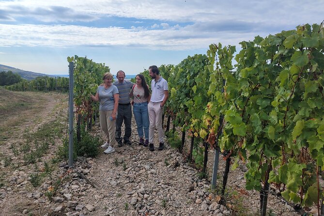 Wine Tasting Tour in Tokaj Wine Region Slovakia. With transport - Who should book this Tokaj tour?