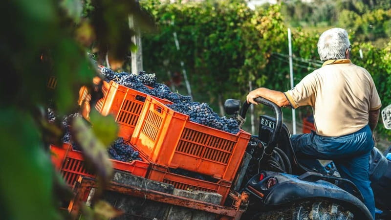 Wine Tasting & Vineyards Escape near Tirana - Leaving Tirana for Albania’s wine country